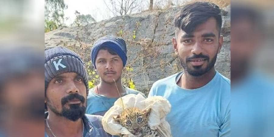 ಮಂಡ್ಯ: ಗ್ರಾಮವೊಂದರಲ್ಲಿ ಎರಡು ಚಿರತೆ ಮರಿಗಳನ್ನು ರಕ್ಷಿಸಿದ ಸ್ಥಳೀಯರು, ಆರು ನಾಪತ್ತೆ