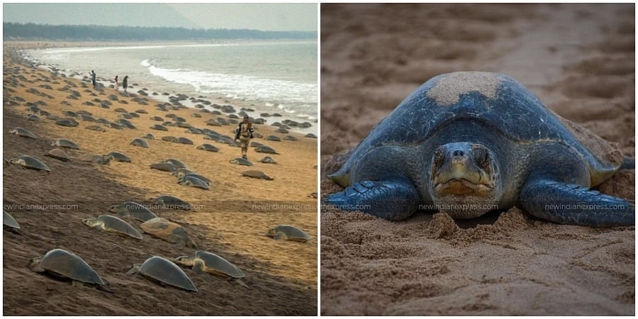 ಸಂತಾನೋತ್ಪತ್ತಿಗಾಗಿ ಒಡಿಶಾದ ರುಶಿಕುಲ್ಯ ಬೀಚ್ಗೆ ಆಲಿವ್ ರಿಡ್ಲೆ ಆಮೆಗಳ ಆಗಮನ