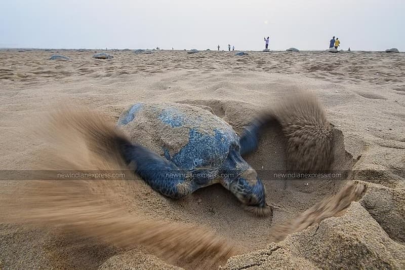ಆಲಿವ್ ರಿಡ್ಲೆ ಆಮೆಗಳು ಮಾರ್ಚ್ ಮೊದಲ ವಾರದವರೆಗೆ ಸಾಮೂಹಿಕವಾಗಿ ಮೊಟ್ಟೆ ಇಡಲು ಆಗಮಿಸುವ ನಿರೀಕ್ಷೆಯಿದೆ.
