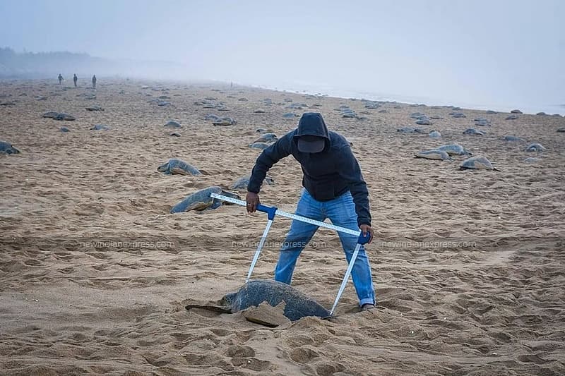 ಆಲಿವ್ ರಿಡ್ಲೆ ಆಮೆಗಳು