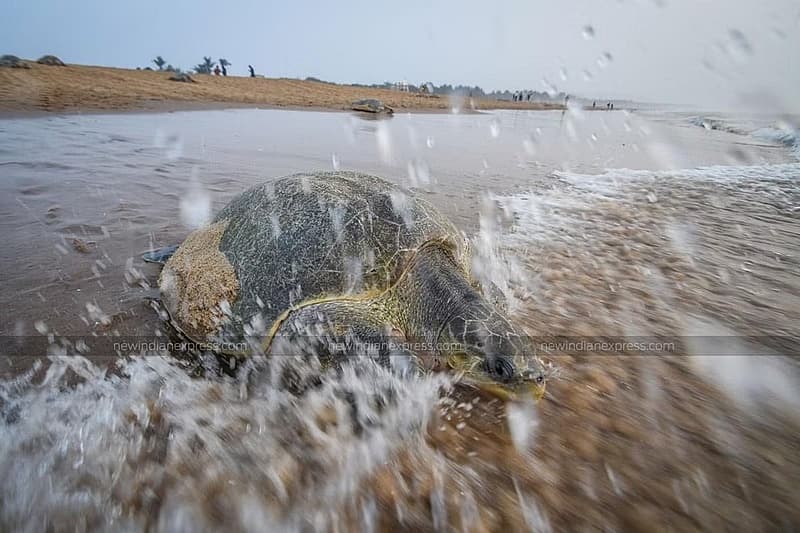 ಆಲಿವ್ ರಿಡ್ಲೆ ಆಮೆಗಳು