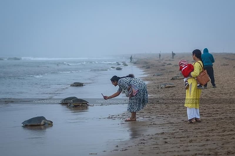 ಆಲಿವ್ ರಿಡ್ಲೆ ಆಮೆಗಳು