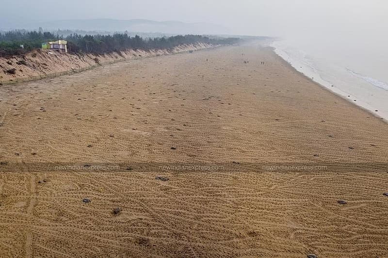 ಆಲಿವ್ ರಿಡ್ಲೆ ಆಮೆಗಳು