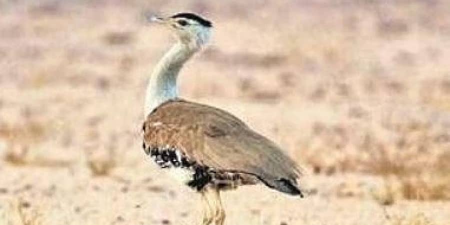 ಅಪರೂಪದ ಭಾರತದ ಹೆಬ್ಬಕ (ಇಂಡಿಯನ್ ಬಸ್ಟರ್ಡ್) ರಕ್ಷಣೆಗೆ ರಾಜಸ್ಥಾನ ಸರ್ಕಾರದಿಂದ ಭೂಮಿ ಮಂಜೂರು!