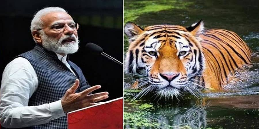 ಪ್ರಾಜೆಕ್ಟ್ ಟೈಗರ್‌ಗೆ 50 ವರ್ಷ: ಏಪ್ರಿಲ್ 9ರಂದು ಮೈಸೂರಿನಲ್ಲಿ 3 ದಿನಗಳ ಕಾರ್ಯಕ್ರಮ ಉದ್ಘಾಟಿಸಲಿರುವ ಪ್ರಧಾನಿ ಮೋದಿ