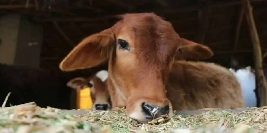 ಎರಡು ವರ್ಷದ ಕರುವಿನ ಮೇಲೆ ಅತ್ಯಾಚಾರ ಎಸಗಿದ ವ್ಯಕ್ತಿ ವಿರುದ್ಧ ಪ್ರಕರಣ ದಾಖಲು
