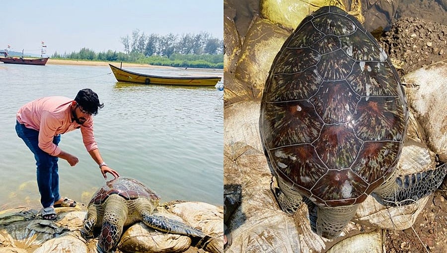 ಕಾರವಾರ: ಬೃಹತ್ ಗಾತ್ರದ ಹಸಿರು ಆಮೆ ಶವ ಪತ್ತೆ