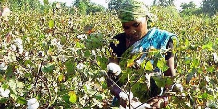 ಮಹಾರಾಷ್ಟ್ರ: ಬಿಜೆಪಿ ಸಚಿವರಿಗೆ ತಲೆನೋವಾಗಿ ಪರಿಣಮಿಸಿದ ಈರುಳ್ಳಿ ಮತ್ತು ಹತ್ತಿ ಬೆಲೆ ಕುಸಿತ  