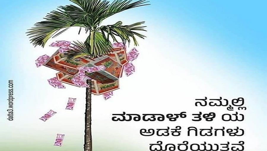 'ಅಡಿಕೆ ಬೆಳೆದು ಕೋಟಿ ಕೋಟಿ ಸಂಪಾದಿಸಬೇಕಾ? 'ಮಾಡಾಳ್ ತಳಿ' ಅಡಿಕೆ ಗಿಡಗಳನ್ನು ಬೆಳಸಿ ಕೋಟ್ಯಾಂತರ ರೂಪಾಯಿ ಗಳಿಸಿ'