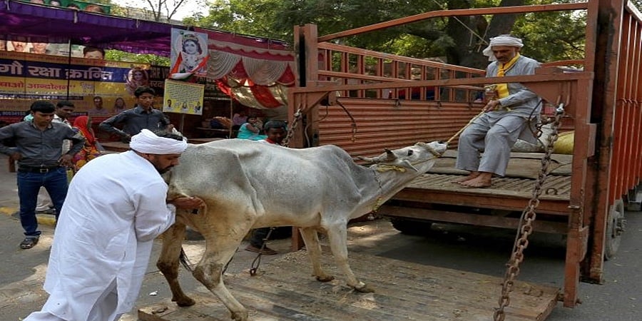 ಉತ್ತರ ಪ್ರದೇಶ: ಗೋವುಗಳನ್ನು ಸಾಗಿಸುತ್ತಿದ್ದ ವ್ಯಕ್ತಿಗೆ ಅಪರಿಚಿತರಿಂದ ಗುಂಡಿನ ದಾಳಿ