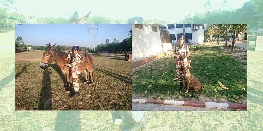 ಸಣ್ಣ ಕುದುರೆಗಳು, ಶ್ವಾನಗಳಿಗೆ ತರಬೇತಿ ನೀಡುವಲ್ಲಿಯೂ ಐಟಿಬಿಪಿ ಮಹಿಳಾ ಸಿಬ್ಬಂದಿ ಎತ್ತಿದಕೈ!