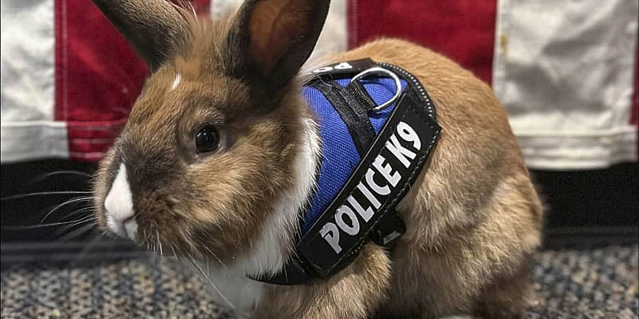Percy Bunny Cop: ಇದು ಮಾಮೂಲಿ ಮೊಲ ಅಲ್ಲ, ಪೊಲೀಸ್ ಇಲಾಖೆಯ ಮೋಸ್ಟ್ ಬ್ಯೂಟಿಫುಲ್ 'ಪೊಲೀಸ್'