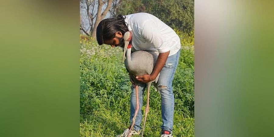ಗಾಯಗೊಂಡಿದ್ದ ಸರಸ್ ಕೊಕ್ಕರೆಗೆ ಆಸರೆ; ಅರಣ್ಯ ಇಲಾಖೆ ಕರೆದೊಯ್ದಿದ್ದ ಕೊಕ್ಕರೆ ಮತ್ತು ಆರಿಫ್ ಮತ್ತೆ ಒಂದಾಗಬೇಕು ಎಂದ ವರುಣ್ ಗಾಂಧಿ