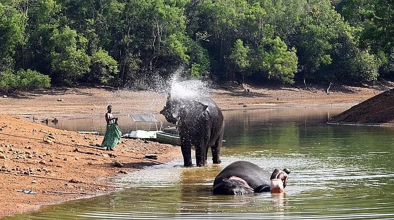 ಹವಾಮಾನವು ಬಿಸಿಯಾಗುತ್ತಿದ್ದಂತೆ ನೀರಿನ ಮಟ್ಟವು ಕೆರೆ, ಕೊಳ, ನದಿಗಳಲ್ಲಿ ಕಡಿಮೆಯಾಗುತ್ತಿದೆ. ಆನೆಗಳಿಗೆ ಸರಿಯಾಗಿ ಮುಳುಗಲು ನೀರು ಇಲ್ಲದಾಗಿದೆ.