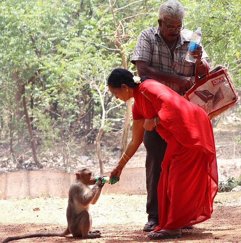 ತಮಿಳುನಾಡಿನ ಮಧುರೈ ಜಿಲ್ಲೆಯ ತಿರುಪರಂಕುಂದ್ರಂ ಬೆಟ್ಟದ ಬಳಿ ಬಾಯಾರಿದ ಕೋತಿಗೆ ದಂಪತಿ ನೀರಿನ ಬಾಟಲಿಯನ್ನು ನೀಡಿದರು