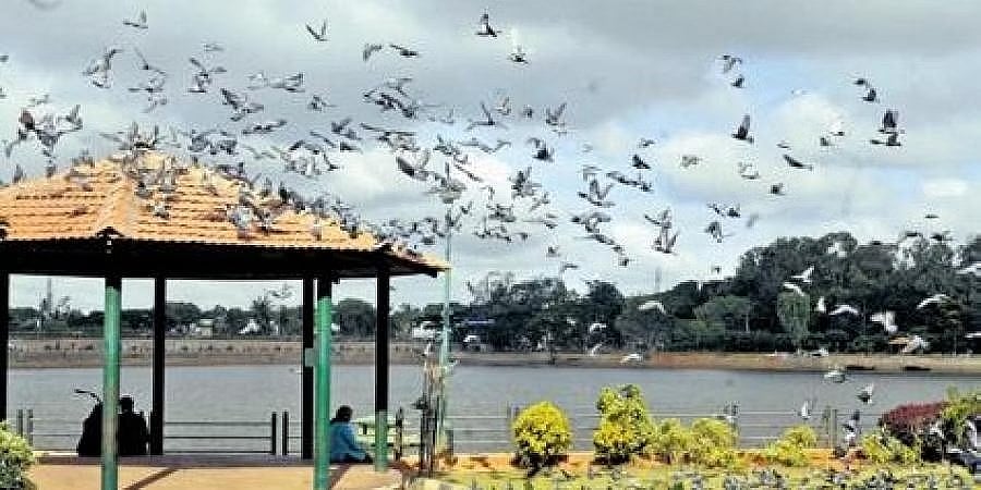 ಸ್ಯಾಂಕ್ ಟ್ಯಾಂಕ್ ರಸ್ತೆ ಅಗಲೀಕರಣ ವಿರುದ್ಧ ಪ್ರತಿಭಟನೆ ನಡೆಸಿದ ಜಟ್ಕಾ ವಿರುದ್ಧ ಕೇಸು ದಾಖಲೆ ಕಾನೂನುಬಾಹಿರ: ಪರಿಸರವಾದಿಗಳ ಆಕ್ಷೇಪ