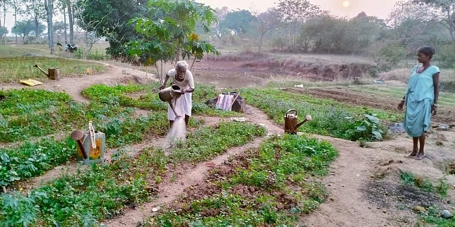 ಬೆಳೆಗಳಿಗೆ ನೀರುಣಿಸಲು ತಾನೇ ಹೊಂಡ ತೋಡಿದ ಜಾರ್ಖಂಡ್ ರೈತ, 40 ವರ್ಷಗಳ ಪರಿಶ್ರಮಕ್ಕೆ ತಕ್ಕ ಫಲ!