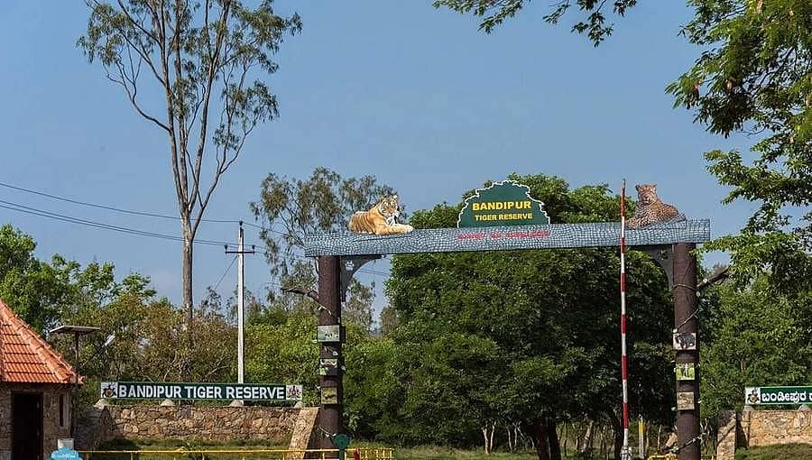 ಬಂಡೀಪುರ ಒಳಗೆ ಮತ್ತು ಹೊರಗಿನ ರೆಸಾರ್ಟ್, ಹೋಟೆಲ್, ಹೋಂಸ್ಟೇಗಳು ಅರಣ್ಯ ಇಲಾಖೆ ನಿಯಂತ್ರಣಕ್ಕೆ
