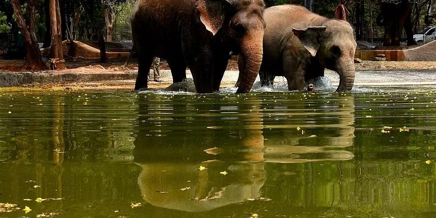 ಕೊಡಗು: ಅರಣ್ಯ ವಲಯದಲ್ಲಿ ತಾಪಮಾನ ಏರಿಕೆ; ಬಿಸಿಲಿನ ಝಳಕ್ಕೆ ಬೇಸತ್ತು ಹಳ್ಳಿಗಳತ್ತ ನುಗ್ಗುತ್ತಿವೆ ಆನೆಗಳು!