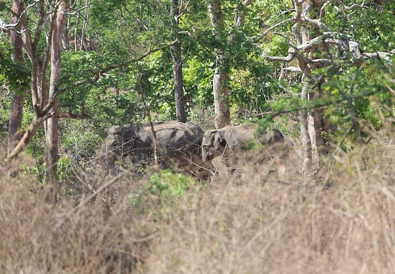 ದಟ್ಟಡವಿಯಲ್ಲಿ ಸಾಗುತ್ತಿರುವ ಆನೆಗಳು