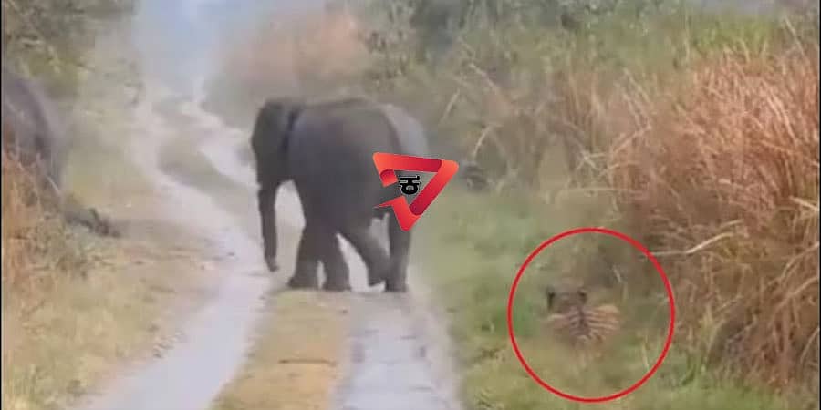 Viral Video: ಮಾರ್ಗಮಧ್ಯೆ ಬಂದ ಆನೆಗಳಿಗೆ ದಾರಿ ಮಾಡಿಕೊಟ್ಟ ಹುಲಿ, ವನ್ಯಜೀವಿಗಳ ಅದ್ಭುತ ಹೊಂದಾಣಿಕೆಯ ವಿಡಿಯೋ ವೈರಲ್