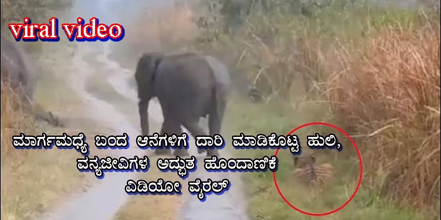 ಮಾರ್ಗಮಧ್ಯೆ ಬಂದ ಆನೆಗಳಿಗೆ ದಾರಿ ಮಾಡಿಕೊಟ್ಟ ಹುಲಿ, ವನ್ಯಜೀವಿಗಳ ಅದ್ಭುತ ಹೊಂದಾಣಿಕೆಯ ವಿಡಿಯೋ ವೈರಲ್