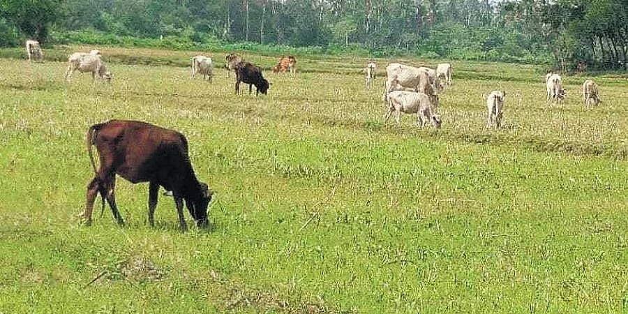 ಸಿಬ್ಬಂದಿ ಕೊರತೆ: ಸೊರಗಿದ ಅರಣ್ಯ ಇಲಾಖೆ