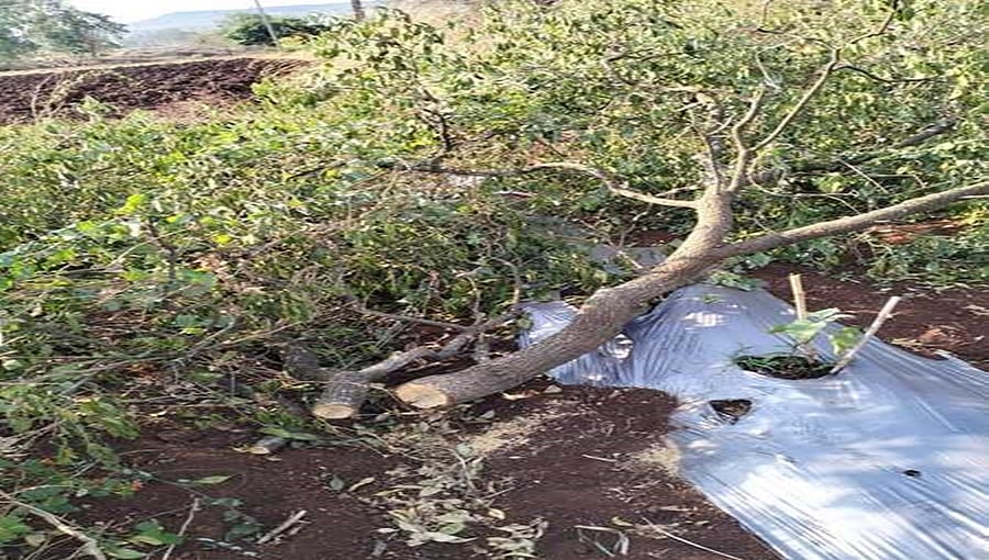 ಬೆಳಗಾವಿ: ಶ್ರೀಗಂಧದ ಕಳ್ಳಸಾಗಾಣಿಕೆದಾರರಿಂದ ರೈತರಿಗೆ ಜೀವ ಬೆದರಿಕೆಯ ಜತೆಗೆ ಅಪಾರ ನಷ್ಟ!