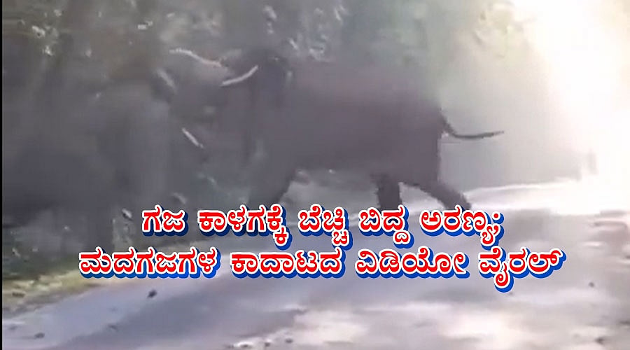 ಗಜ ಕಾಳಗಕ್ಕೆ ಬೆಚ್ಚಿ ಬಿದ್ದ ಅರಣ್ಯ; ಮದಗಜಗಳ ಕಾದಾಟದ ವಿಡಿಯೋ ವೈರಲ್