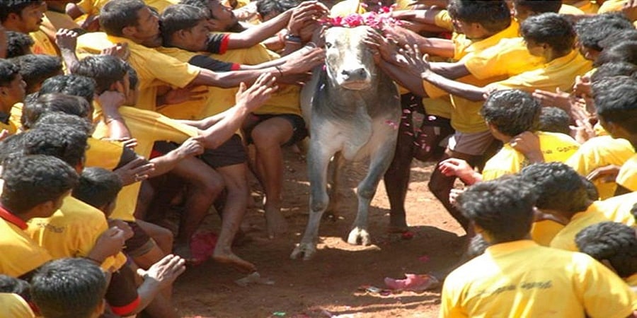 ಜಲ್ಲಿಕಟ್ಟು ಸ್ಪರ್ಧೆಗೆ ಅವಕಾಶ ನೀಡುವ ತಮಿಳುನಾಡು ಕಾನೂನು ಎತ್ತಿ ಹಿಡಿದ ಸುಪ್ರೀಂಕೋರ್ಟ್