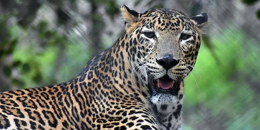 ಗದಗ: ಜಿಲ್ಲೆಯಲ್ಲಿ ಚಿರತೆ ಪ್ರತ್ಯಕ್ಷ, ಆತಂಕದಲ್ಲಿ ಜನತೆ