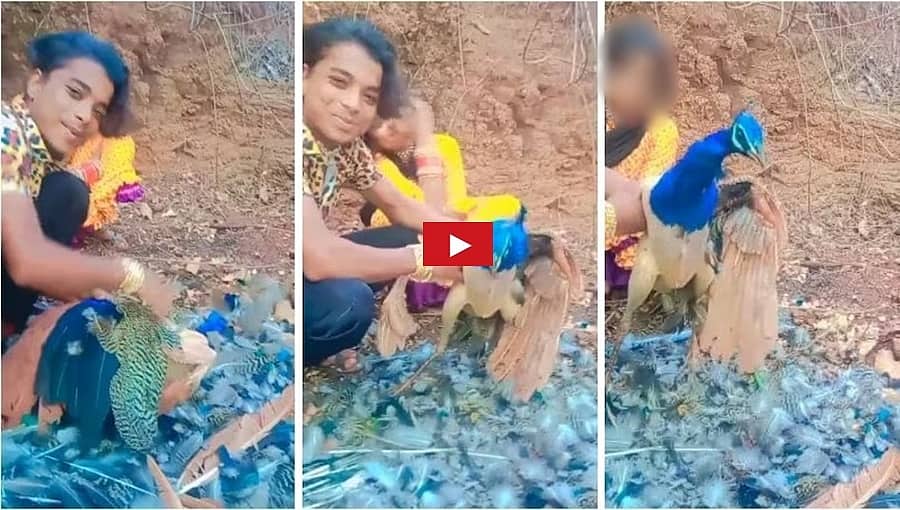 ರೀಲ್ಸ್ ಗಾಗಿ ಗರಿಗಳನ್ನು ಒಂದೊಂದಾಗಿ ಕಿತ್ತ ಯುವಕ; ನರಳಿ ನರಳಿ ನವಿಲು ಸಾವು: ವಿಡಿಯೋ ವೈರಲ್ ಬಳಿಕ ಆರೋಪಿ ಪರಾರಿ