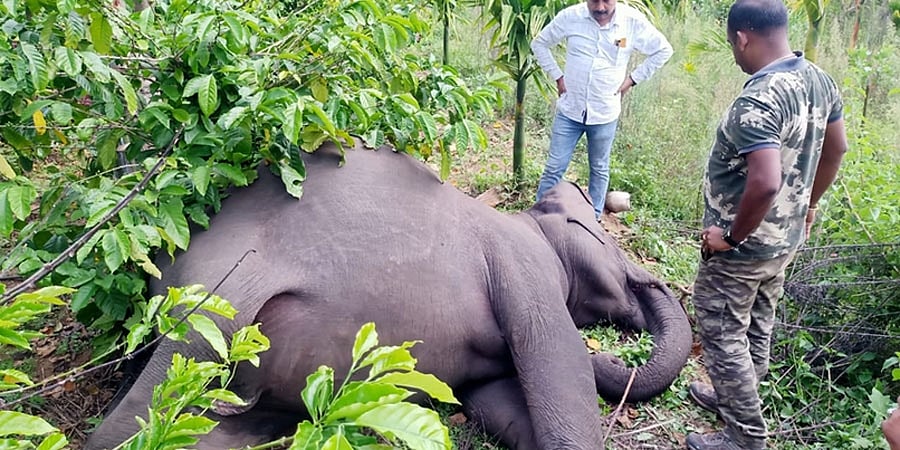ಮಡಿಕೇರಿ: 10 ತಿಂಗಳ ಗರ್ಭಿಣಿ ಆನೆಗೆ ಎಸ್ಟೇಟ್ ಮಾಲೀಕರ ಗುಂಡೇಟು, ಭ್ರೂಣದೊಂದಿಗೇ ಪ್ರಾಣಬಿಟ್ಟ ಹೆಣ್ಣಾನೆ