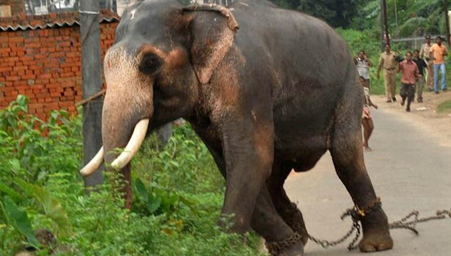 ಬನ್ನೇರುಘಟ್ಟ: ಆನೆ ತುಳಿತಕ್ಕೆ ಬುಡಕಟ್ಟು ಸಮುದಾಯದ ಮಹಿಳೆ ಬಲಿ