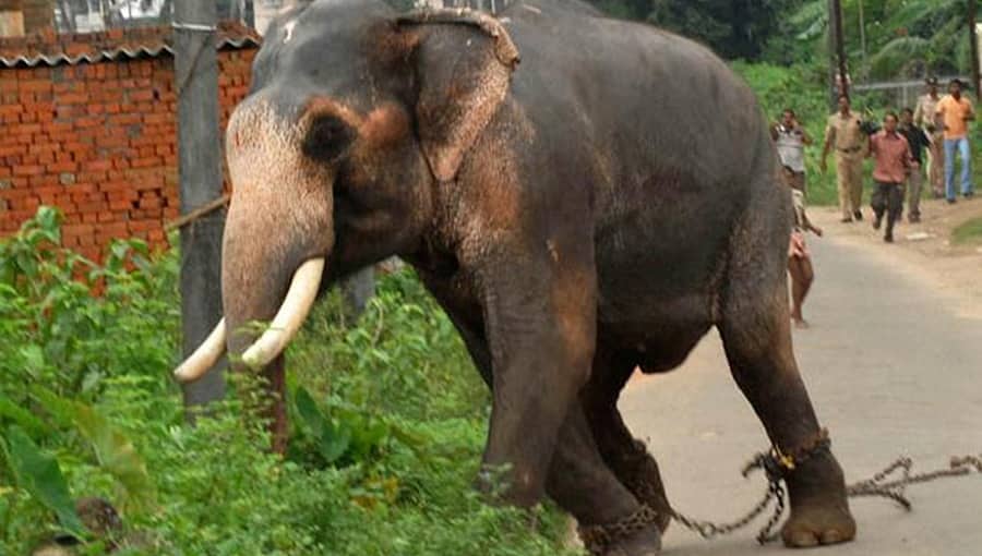 ಬನ್ನೇರುಘಟ್ಟ: ಆನೆ ತುಳಿತಕ್ಕೆ ಬುಡಕಟ್ಟು ಸಮುದಾಯದ ಮಹಿಳೆ ಬಲಿ