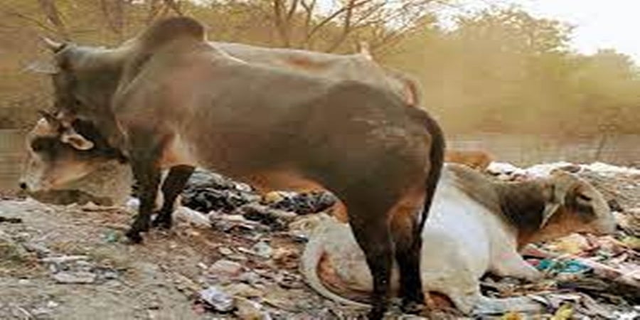ಯುಪಿಯಲ್ಲಿ ಬಿಡಾಡಿ ಗೂಳಿ ದಾಳಿಗೆ ಯೋಧ ಬಲಿ, ಕುಟುಂಬ ಚಿಂತಾಜನಕ