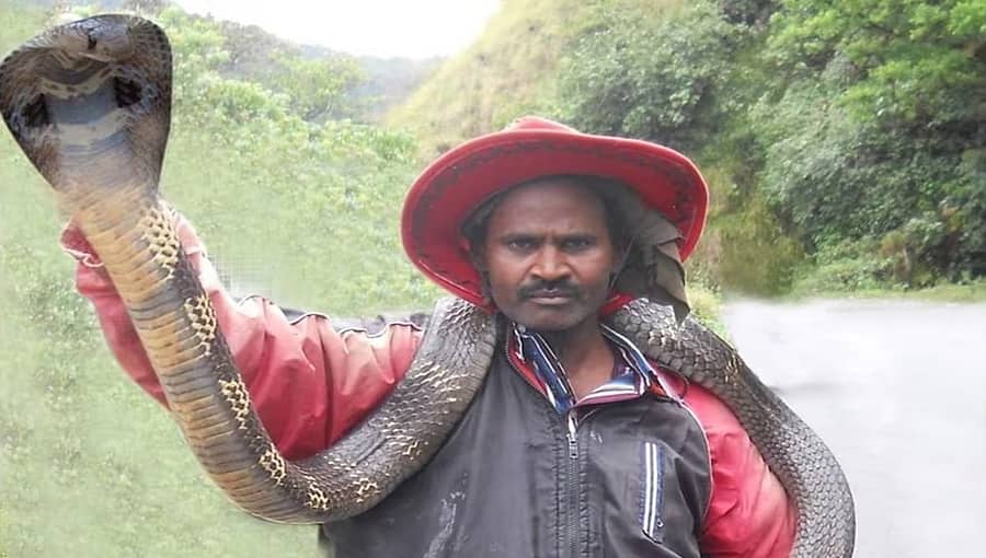 ಚಿಕ್ಕಮಗಳೂರು: ನಾಗರಹಾವು ಕಚ್ಚಿ ಉರಗ ತಜ್ಞ ಸ್ನೇಕ್ ನರೇಶ್ ಸಾವು!