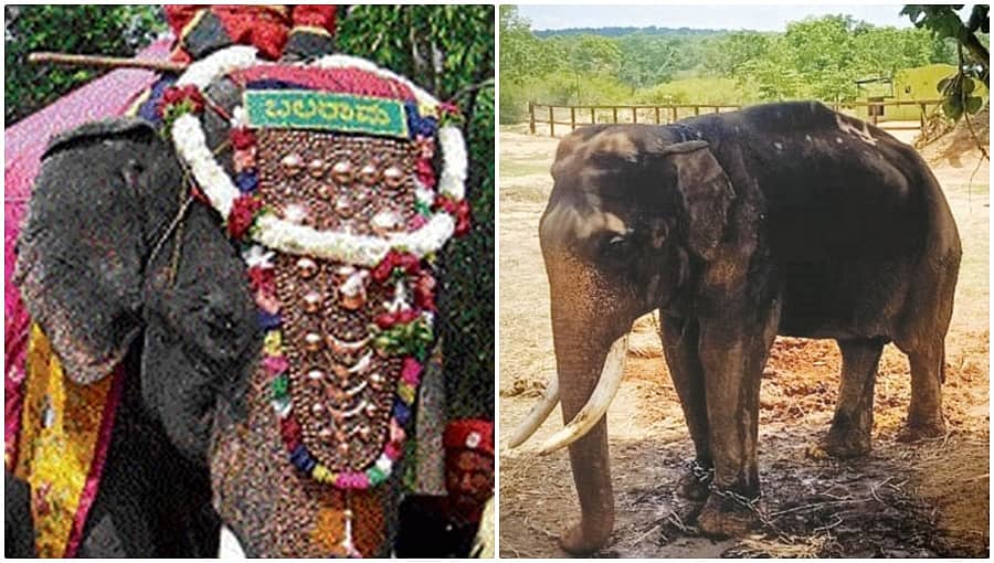 14 ಬಾರಿ ಚಿನ್ನದ ಅಂಬಾರಿ ಹೊತ್ತಿದ್ದ ಬಲರಾಮ ಇನ್ನಿಲ್ಲ