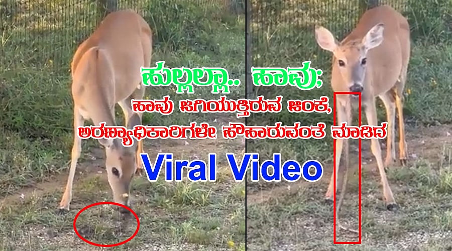 ಹುಲ್ಲಲ್ಲಾ.. ಹಾವು; ಹಾವು ಜಗಿಯುತ್ತಿರುವ ಜಿಂಕೆ, ಅರಣ್ಯಾಧಿಕಾರಿಗಳೇ ಹೌಹಾರುವಂತೆ ಮಾಡಿದ Viral Video
