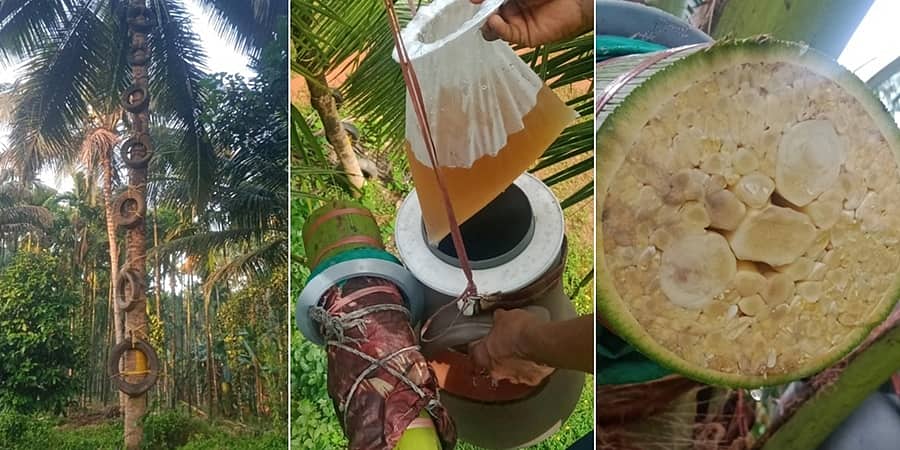 ತೆಂಗು ಬೆಳೆಗಾರರಿಗೆ ವರದಾನ 'ಕಲ್ಪರಸ': ಮಾರುಕಟ್ಟೆಯಲ್ಲಿ ರಸಕ್ಕೆ ಭರ್ಜರಿ ಬೇಡಿಕೆ; ಕಲಿಯುಗದ 'ಅಮೃತ'ದ ಯಶೋಗಾಥೆ!