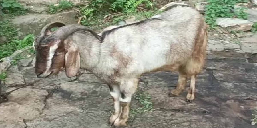 ಐಷಾರಾಮಿ ಕಾರಿನಲ್ಲಿ ಬಂದು ಮೇಕೆ ಕದ್ದು ಕಳ್ಳರು ಪರಾರಿ, ಸಾಮಾಜಿಕ ಜಾಲತಾಣಗಳಲ್ಲಿ ವಿಡಿಯೋ ವೈರಲ್!