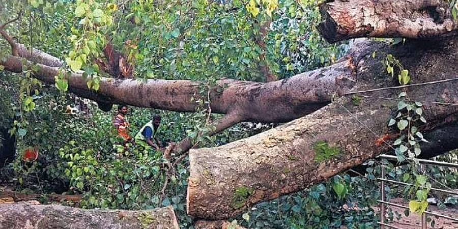 ಕೊಡಗು ಅರಣ್ಯಾಧಿಕಾರಿಗಳಿಂದ ಅಕ್ರಮವಾಗಿ ಮರ ಕಡಿದ ಆಂಧ್ರದ ರಿಯಲ್ಟರ್ ಗಳ ವಿರುದ್ಧ ಕೇಸ್