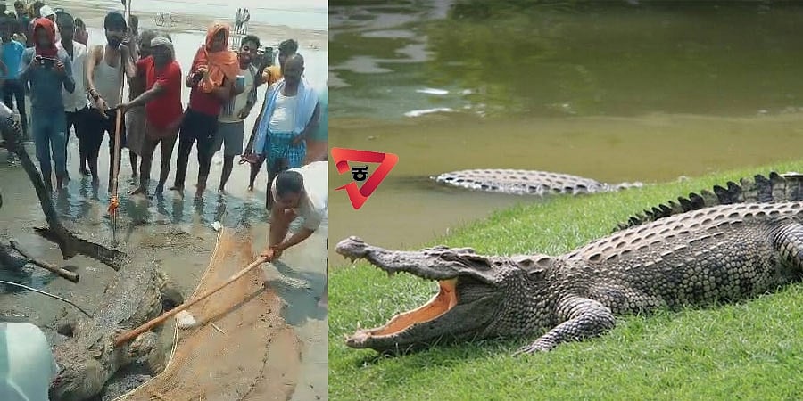 ಬಿಹಾರ: ಬಾಲಕನ ಹೊತ್ತೊಯ್ದು ತಿಂದ ಮೊಸಳೆಯನ್ನು ಹೊಡೆದು ಕೊಂದ ಗ್ರಾಮಸ್ಥರು!