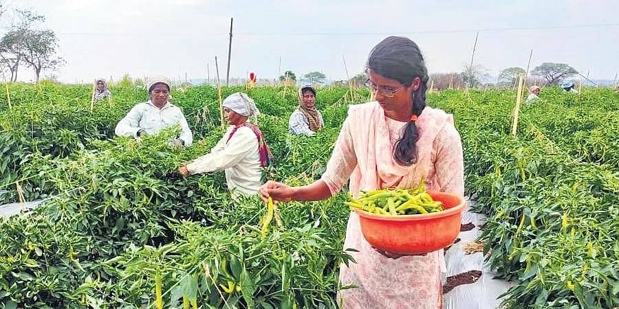 ಸಿಎ ಓದು ಬಿಟ್ಟು, ಕೃಷಿಯಲ್ಲಿ ಯುವತಿ ಸಾಧನೆ: 30 ಗುಂಟೆಯಲ್ಲಿ ಮೆಣಸಿನಕಾಯಿ ಬೆಳೆದು, ಲಕ್ಷ ಲಕ್ಷ ಗಳಿಸುತ್ತಿರುವ ಸಾಧಕಿ