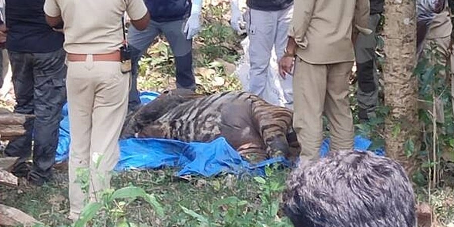 ಬಂಡೀಪುರದಲ್ಲಿ ಹುಲಿ, ಚಿರತೆ ಕೊಂದು ಹೂತಿಟ್ಟ ಪ್ರಕರಣ; ತನಿಖೆಗೆ ಆಗ್ರಹಿಸಿ ಸಿಎಂ ಸಿದ್ದರಾಮಯ್ಯಗೆ ಕಾರ್ಯಕರ್ತ ಆಗ್ರಹ