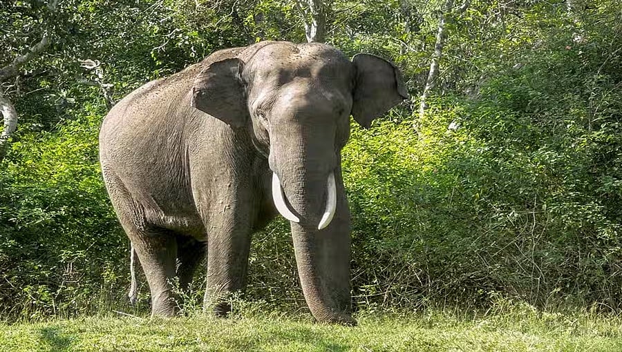 ರಾಮನಗರ: ಮಹಿಳೆಯರಿಬ್ಬರ ಮೇಲೆ ಕಾಡಾನೆ ದಾಳಿ; ಅಕ್ಕನ ಸಾವು, ತಂಗಿಯ ಸ್ಥಿತಿ ಗಂಭೀರ