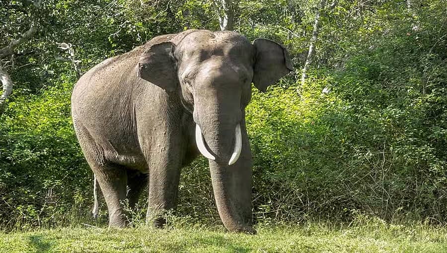 ರಾಮನಗರ: ಮಹಿಳೆಯರಿಬ್ಬರ ಮೇಲೆ ಕಾಡಾನೆ ದಾಳಿ; ಅಕ್ಕನ ಸಾವು, ತಂಗಿಯ ಸ್ಥಿತಿ ಗಂಭೀರ