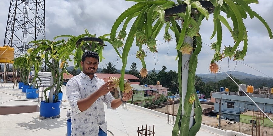 ಮನೆ ಮಹಡಿಯ ಮೇಲೆ ಡ್ರ್ಯಾಗನ್ ಫ್ರೂಟ್ ಬೆಳೆದು ಸೈ ಎನಿಸಿಕೊಂಡ ಯುವಕ!