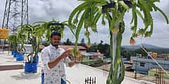ಮನೆ ಮಹಡಿಯ ಮೇಲೆ ಡ್ರ್ಯಾಗನ್ ಫ್ರೂಟ್ ಬೆಳೆದು ಸೈ ಎನಿಸಿಕೊಂಡ ಯುವಕ!