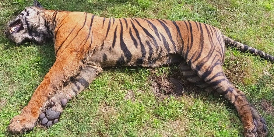 ಕೊಡಗಿನ ಅರಣ್ಯದಲ್ಲಿ ಹುಲಿಯ ಮೃತದೇಹ ಪತ್ತೆ